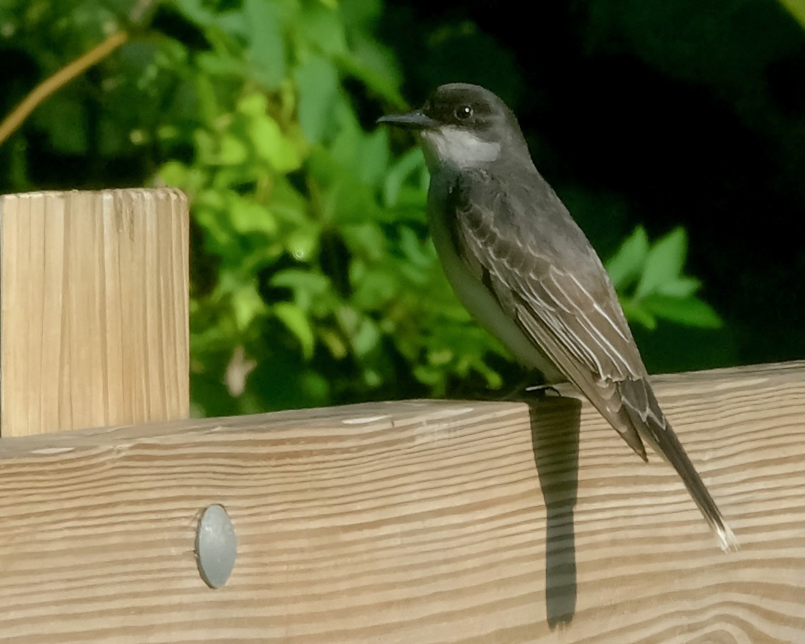 Eastern Kingbird - ML611202330