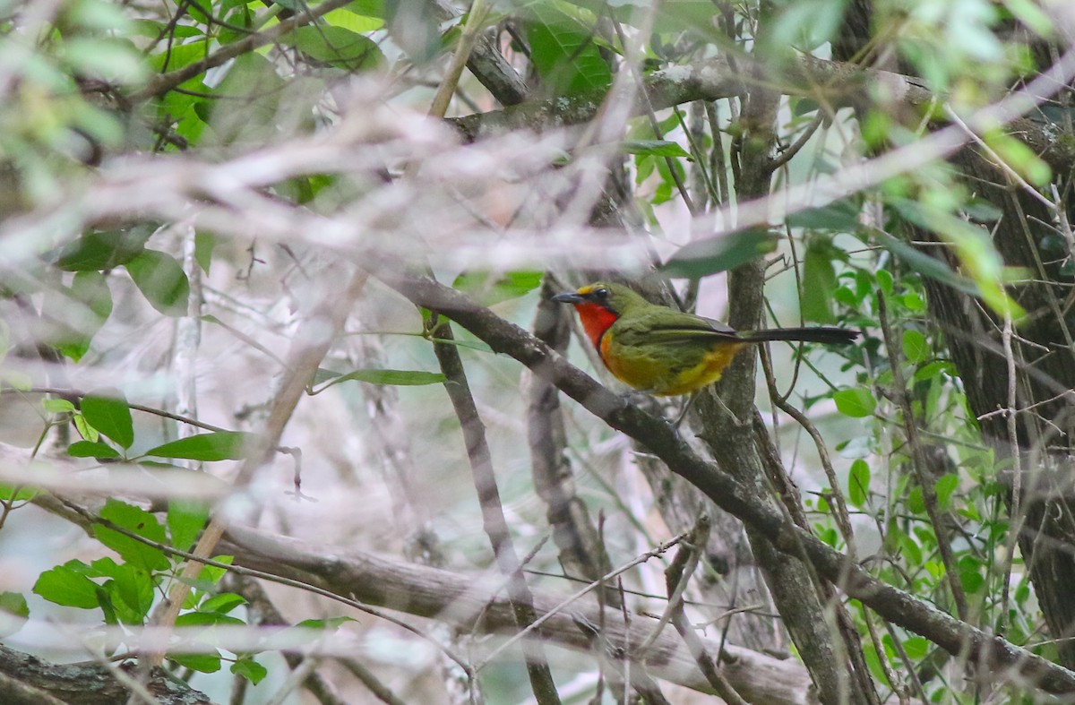 Four-colored Bushshrike - Adam Buckham