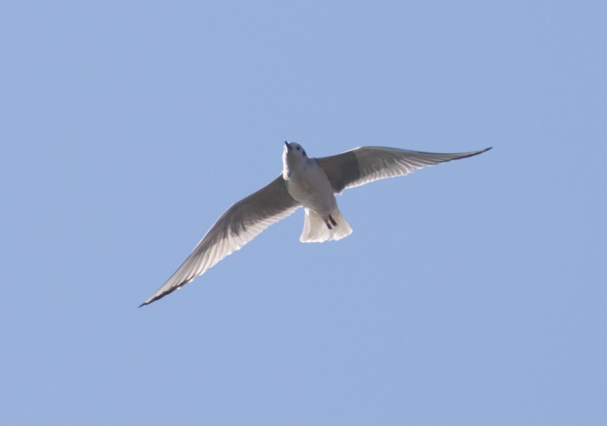 Bonaparte's Gull - ML611202359