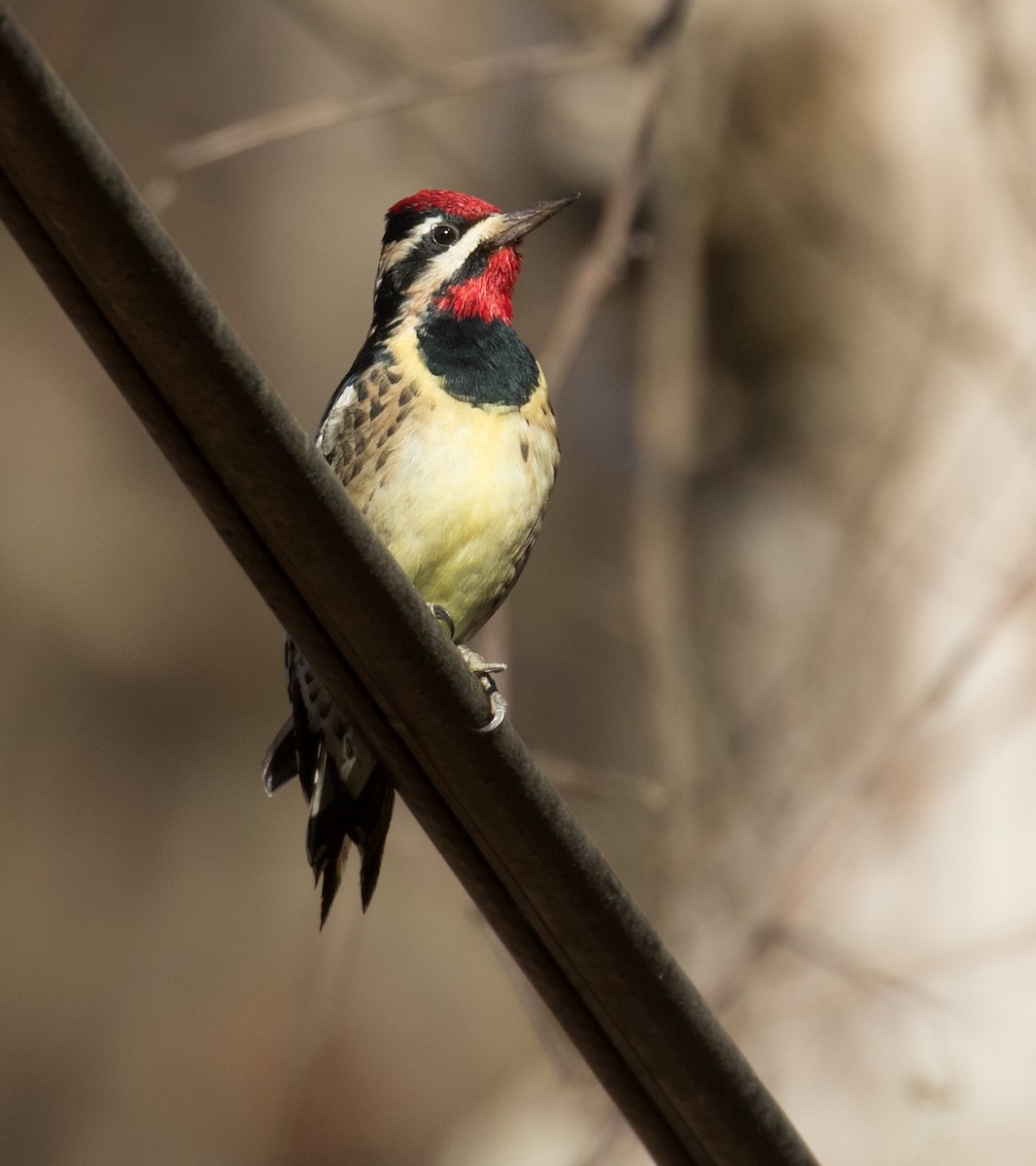 Yellow-bellied Sapsucker - Mark R Johnson