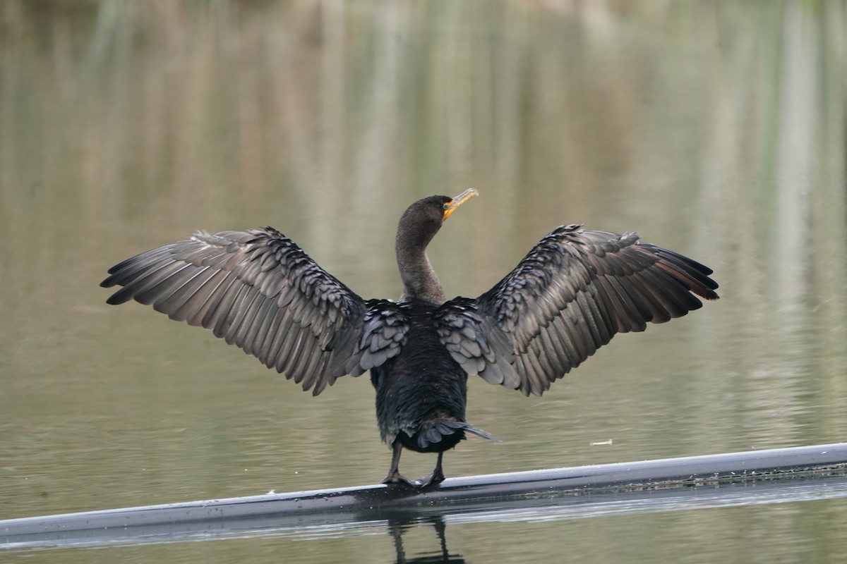 Double-crested Cormorant - ML611202490