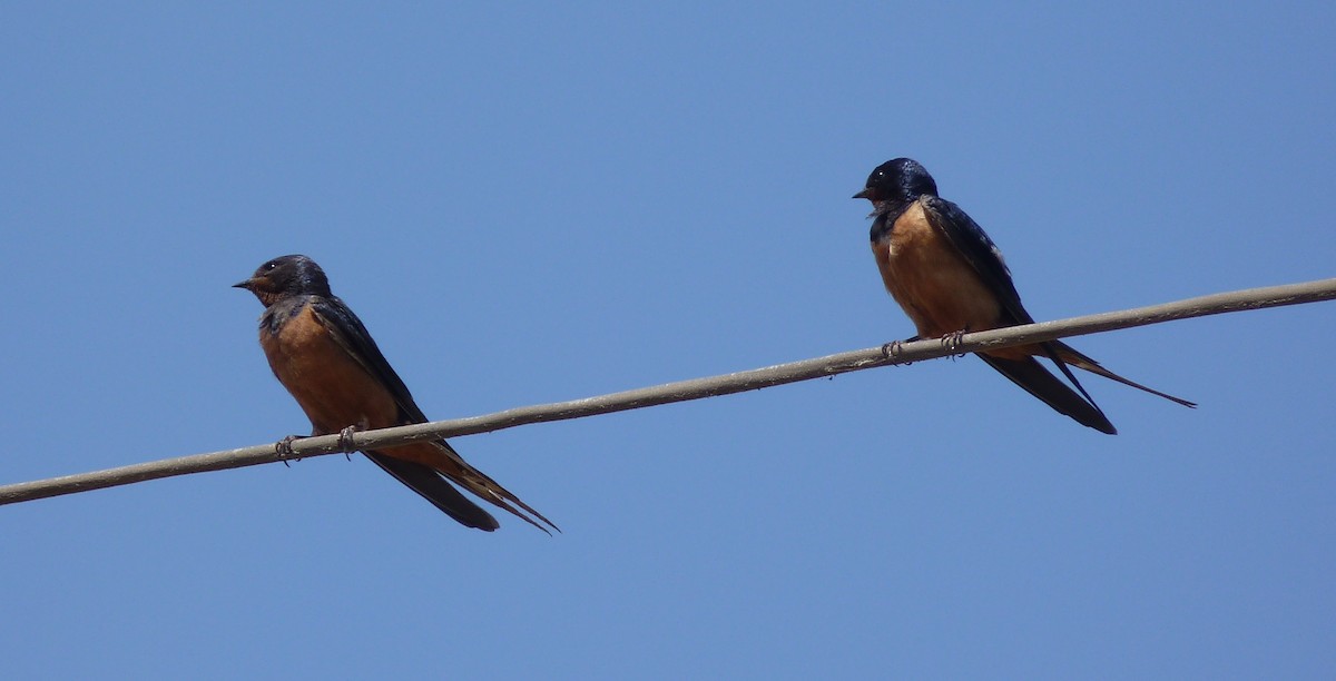 Barn Swallow (Egyptian) - Wieland Heim