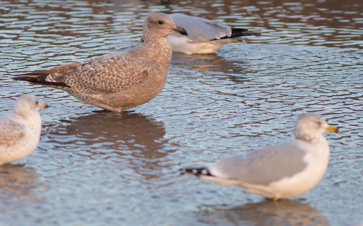 Gaviota Argéntea - ML611202724