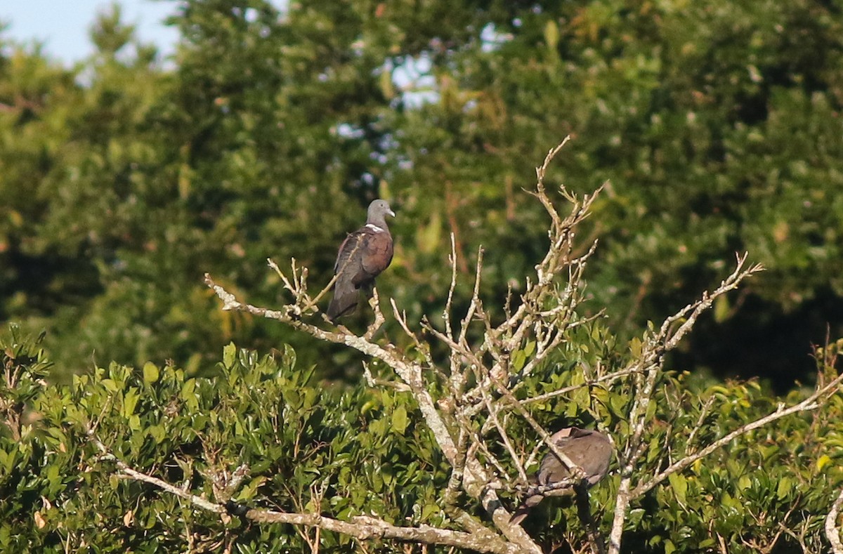 Delegorgue's Pigeon - ML611202875