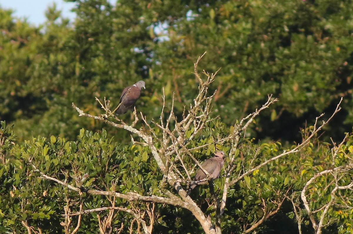 Delegorgue's Pigeon - Adam Buckham