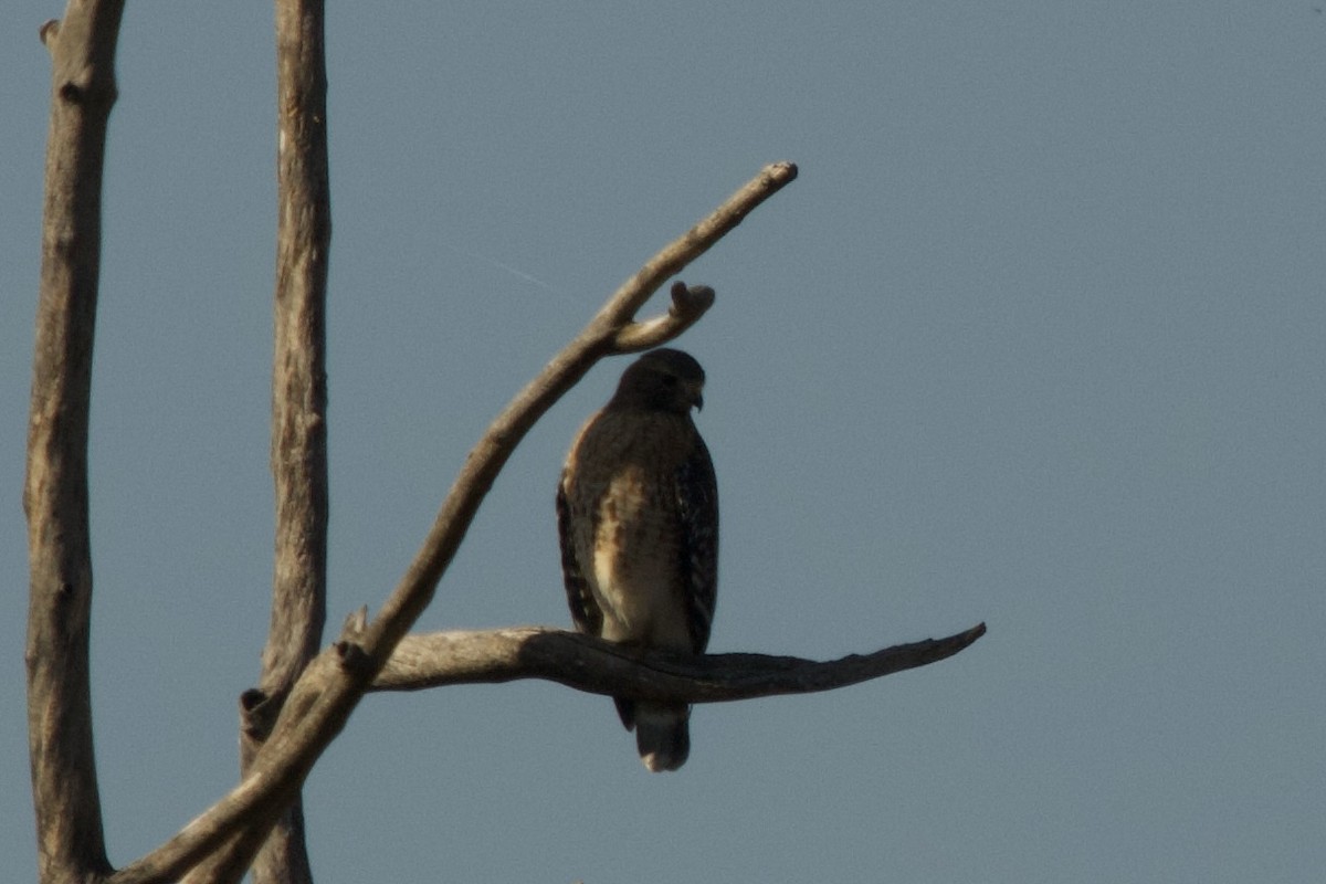 Red-shouldered Hawk - ML611202974