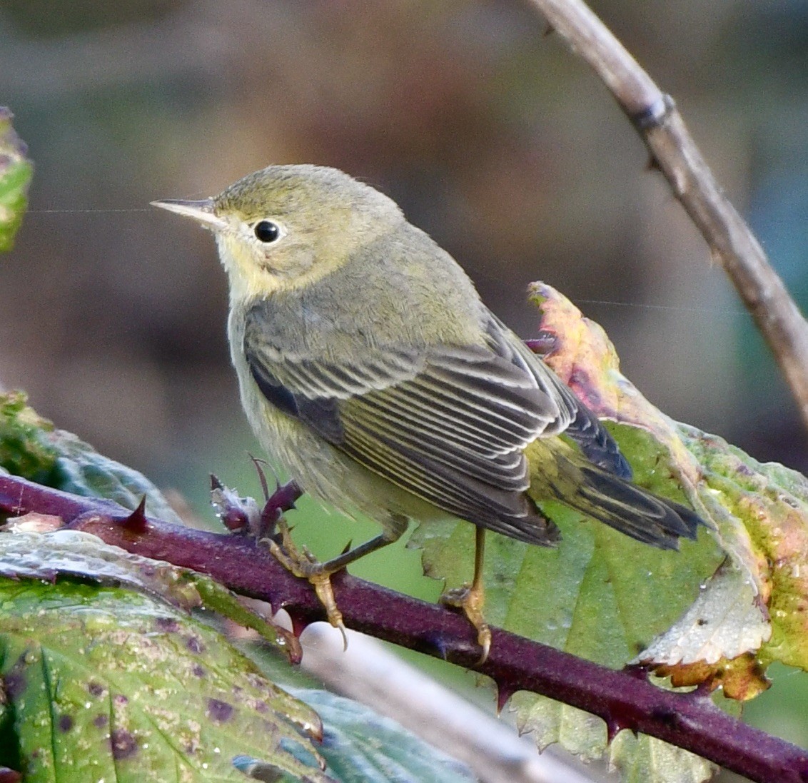 Yellow Warbler - ML611203023