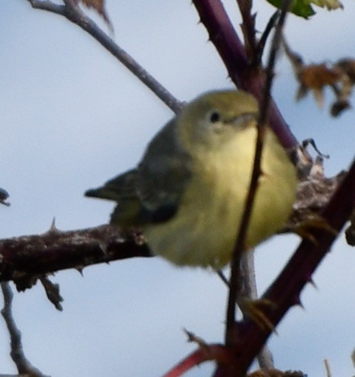 Yellow Warbler - ML611203036