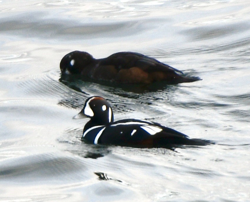 Harlequin Duck - ML611203077