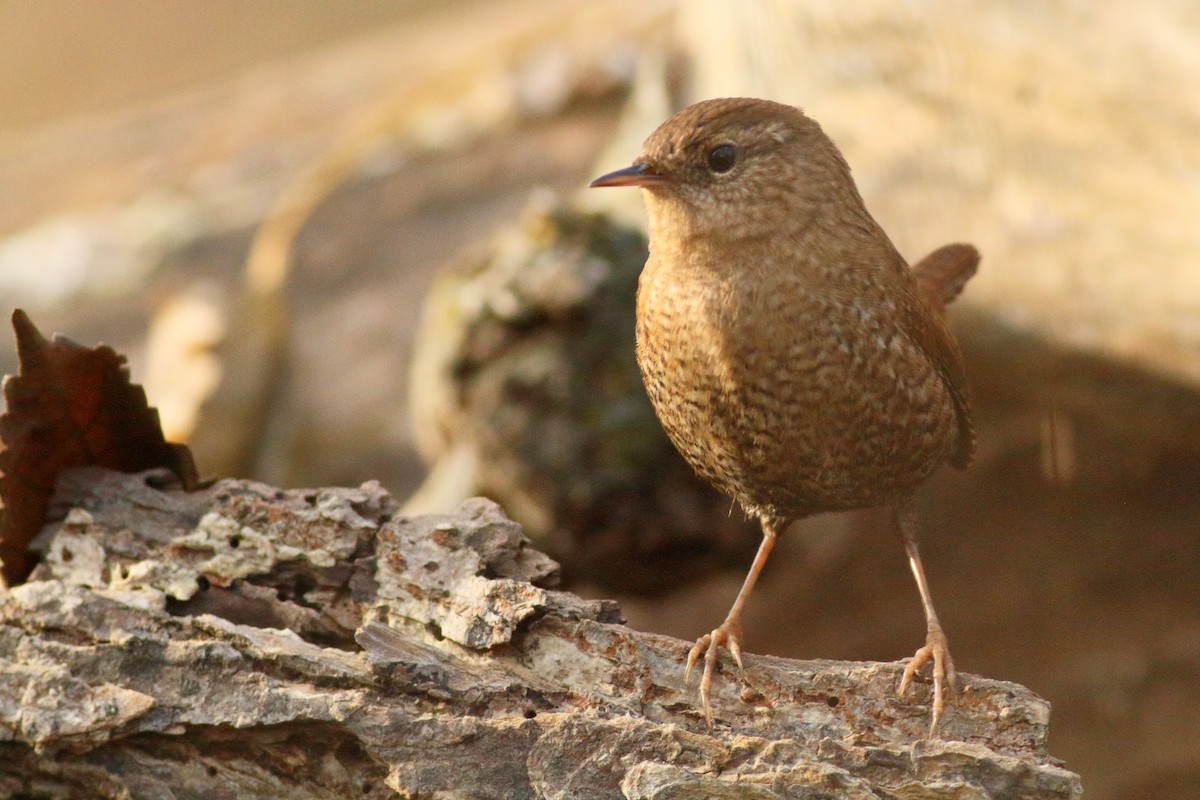 Winter Wren - ML611203085