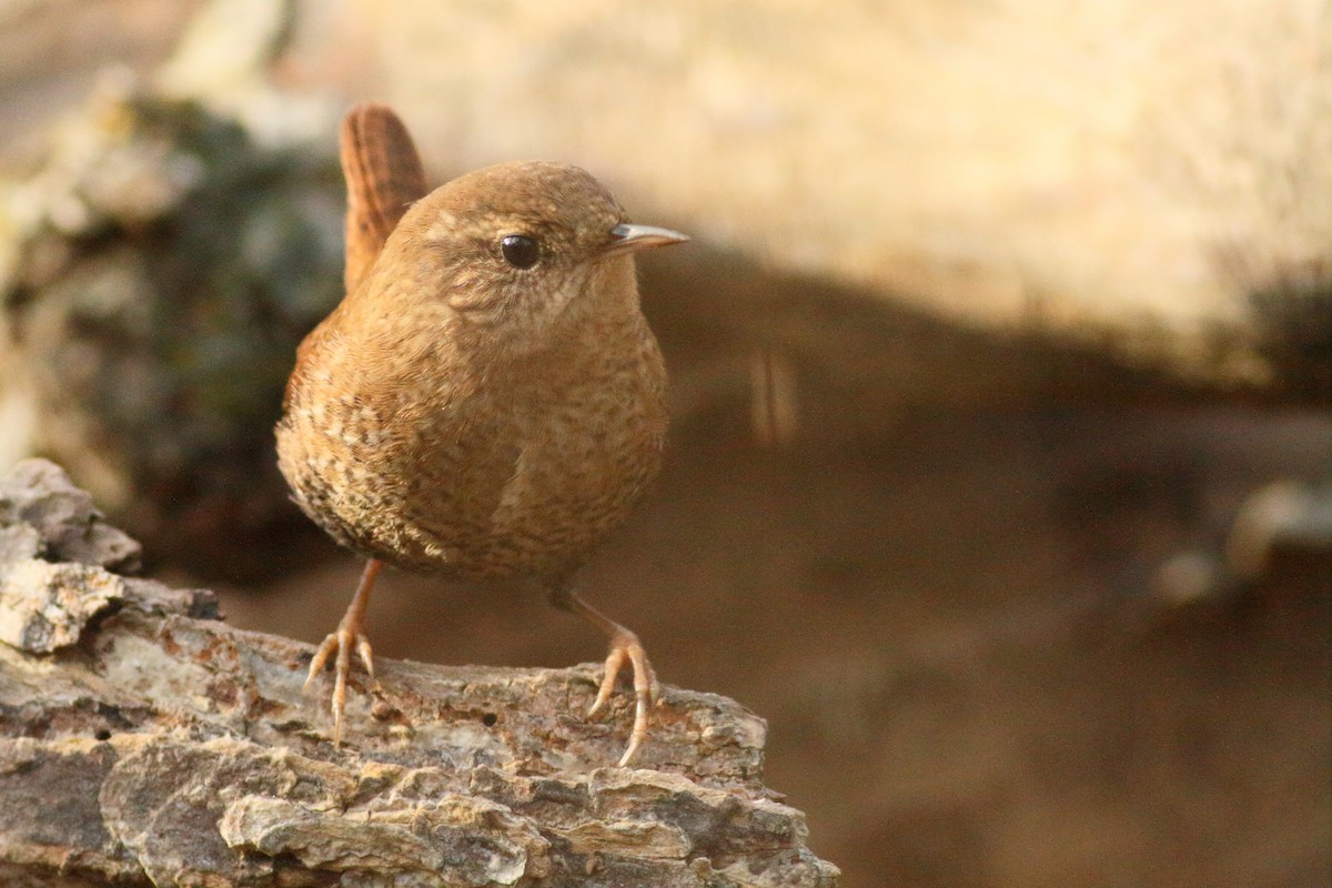 Winter Wren - ML611203092