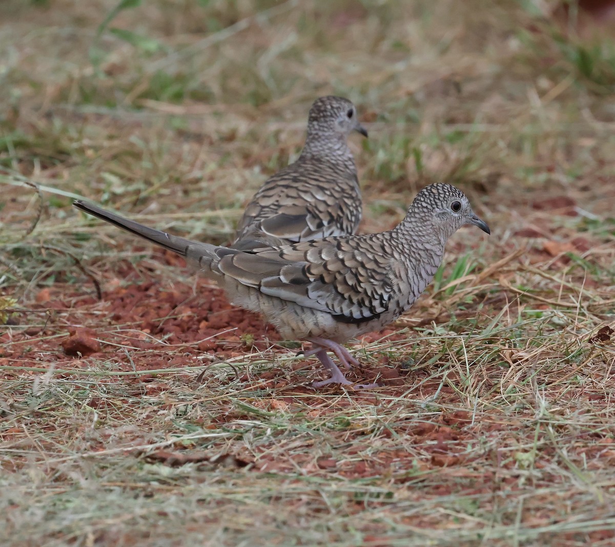 Scaled Dove - ML611203133