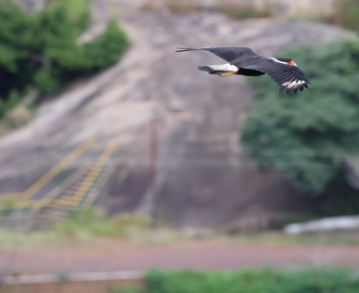 Crested Caracara - ML611203148