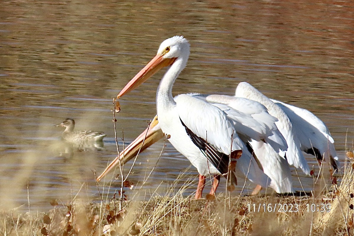 American White Pelican - ML611203149