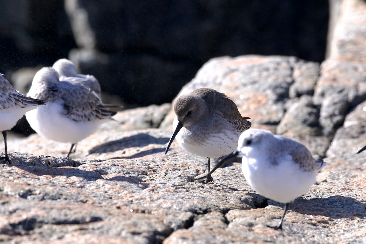 Dunlin - ML611203192