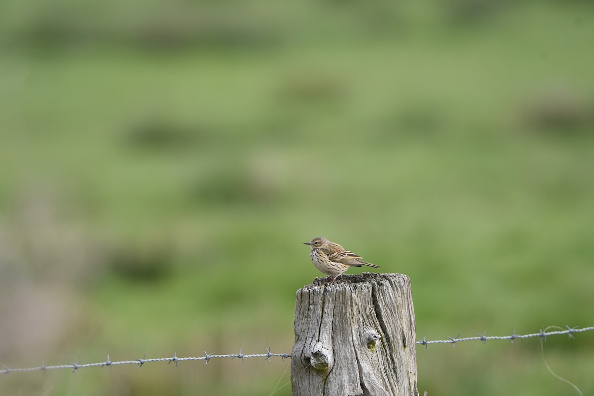 Meadow Pipit - ML611203226