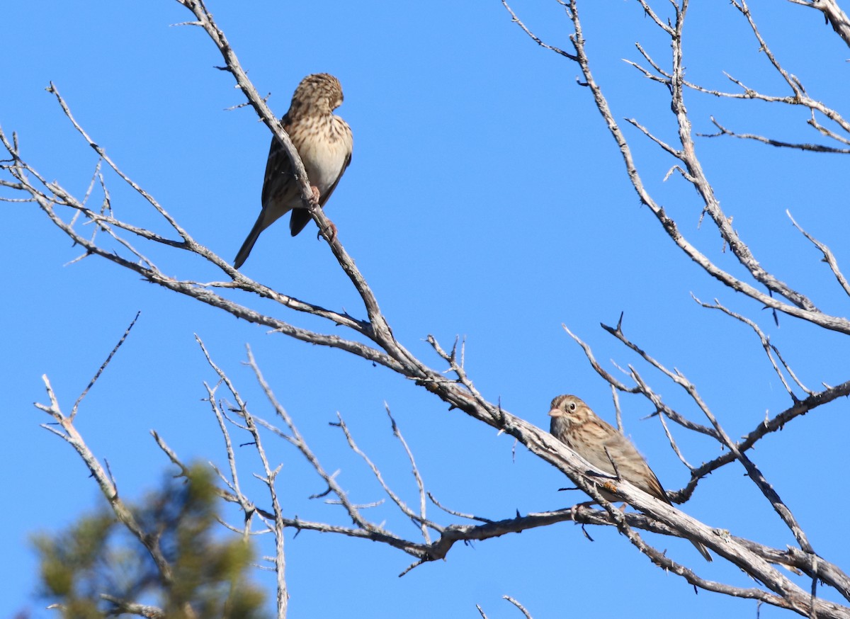 Vesper Sparrow - ML611203450