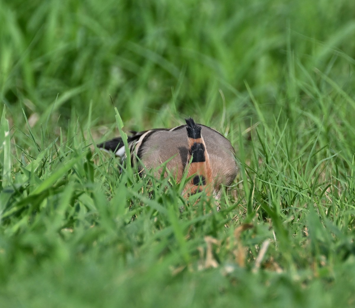 Eurasian Hoopoe (Eurasian) - ML611203632
