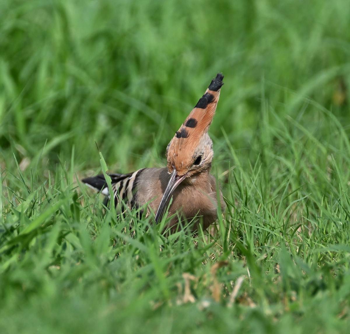 Eurasian Hoopoe (Eurasian) - ML611203634