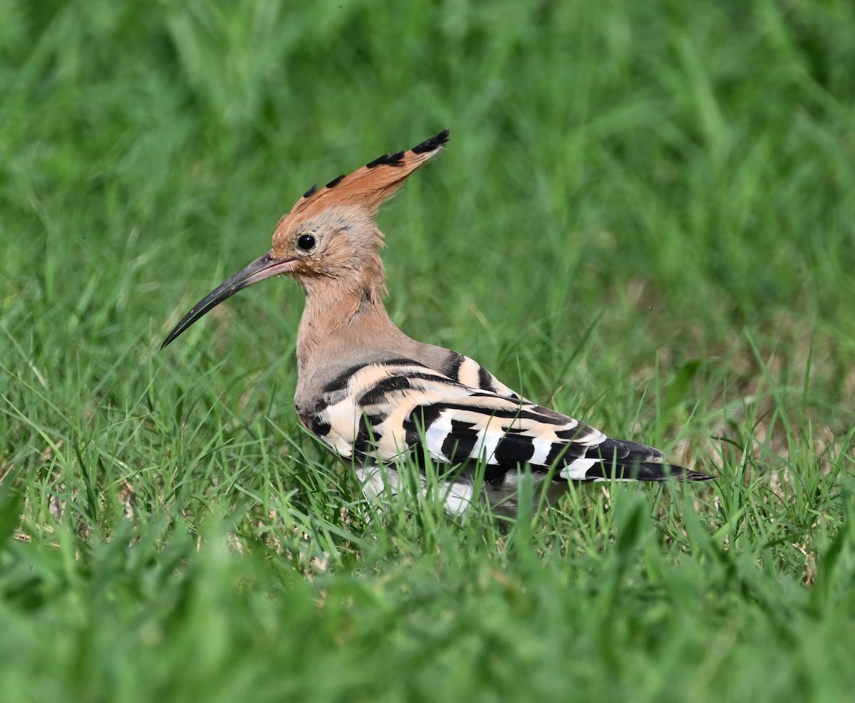 Eurasian Hoopoe (Eurasian) - ML611203635