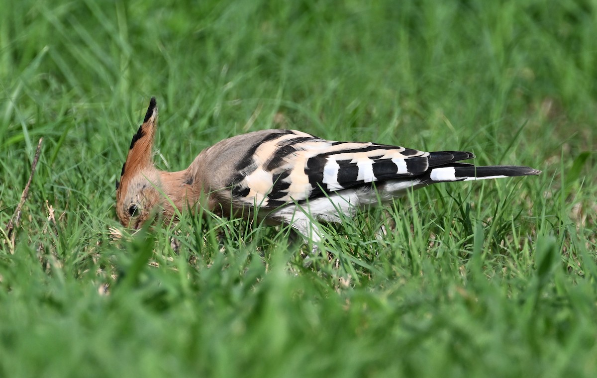 Eurasian Hoopoe (Eurasian) - ML611203636