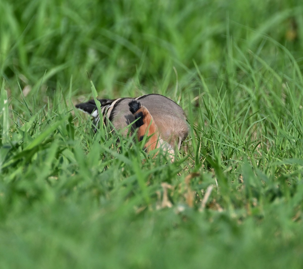 Eurasian Hoopoe (Eurasian) - ML611203637