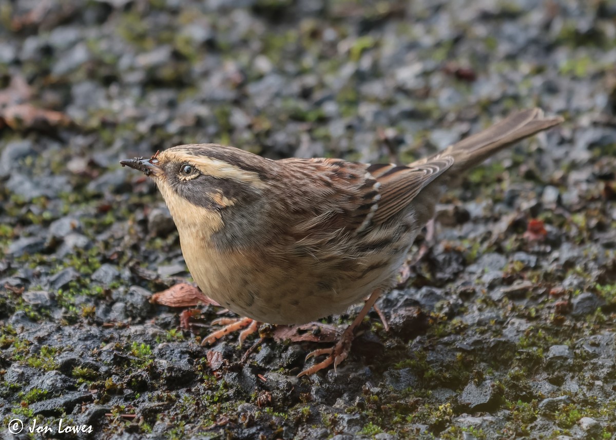 Siberian Accentor - ML611203682