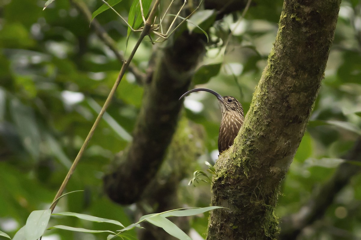 Black-billed Scythebill - ML611203685