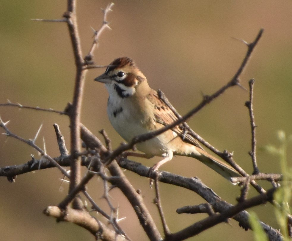 Lark Sparrow - ML611203770