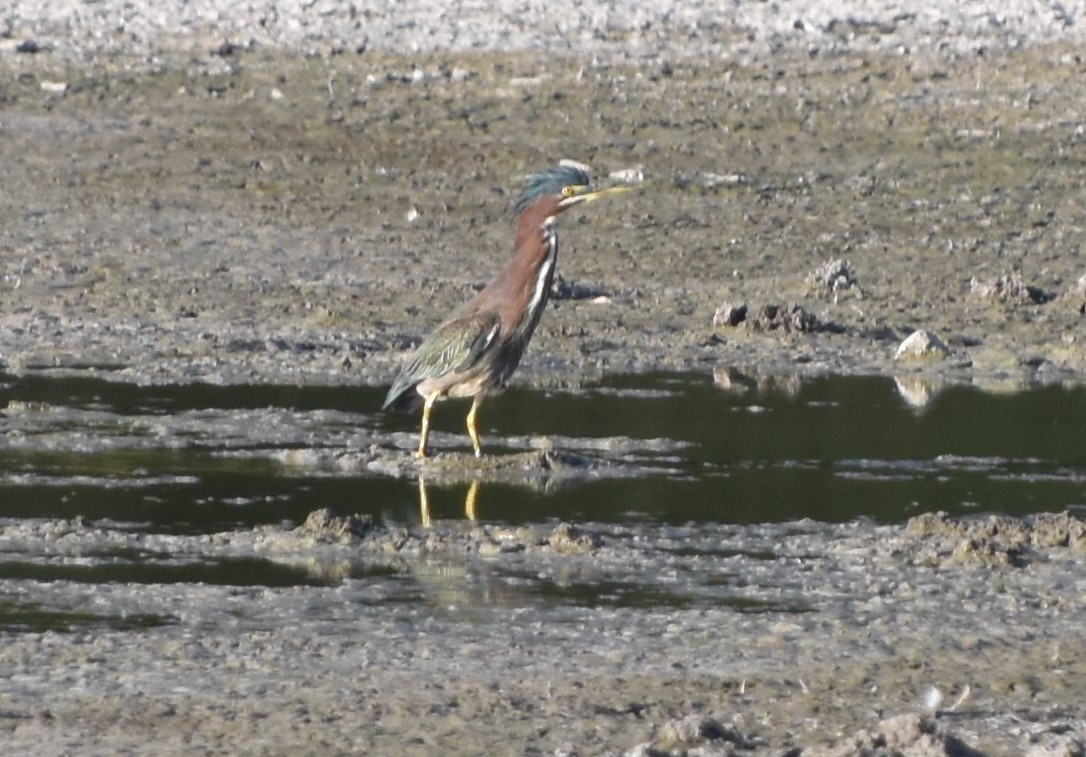 Green Heron - ML611203810