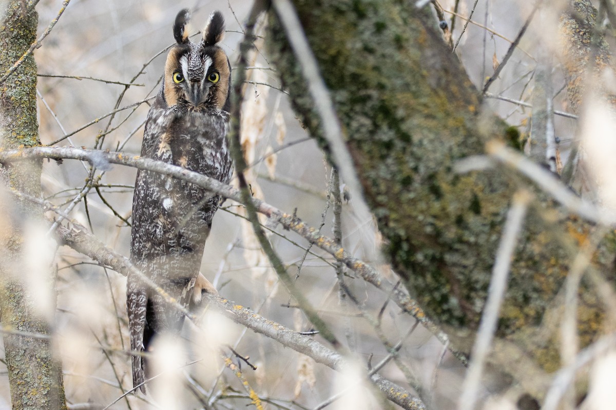 Long-eared Owl - ML611203846