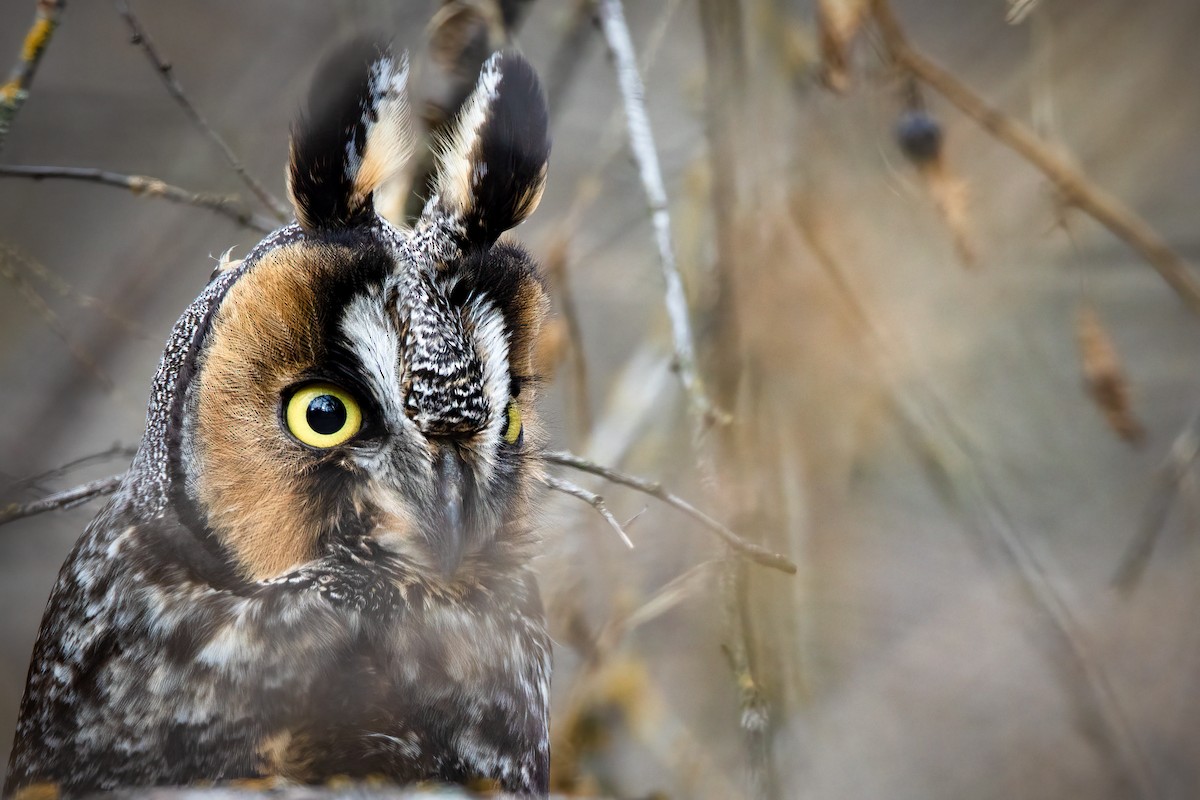 Long-eared Owl - ML611203847