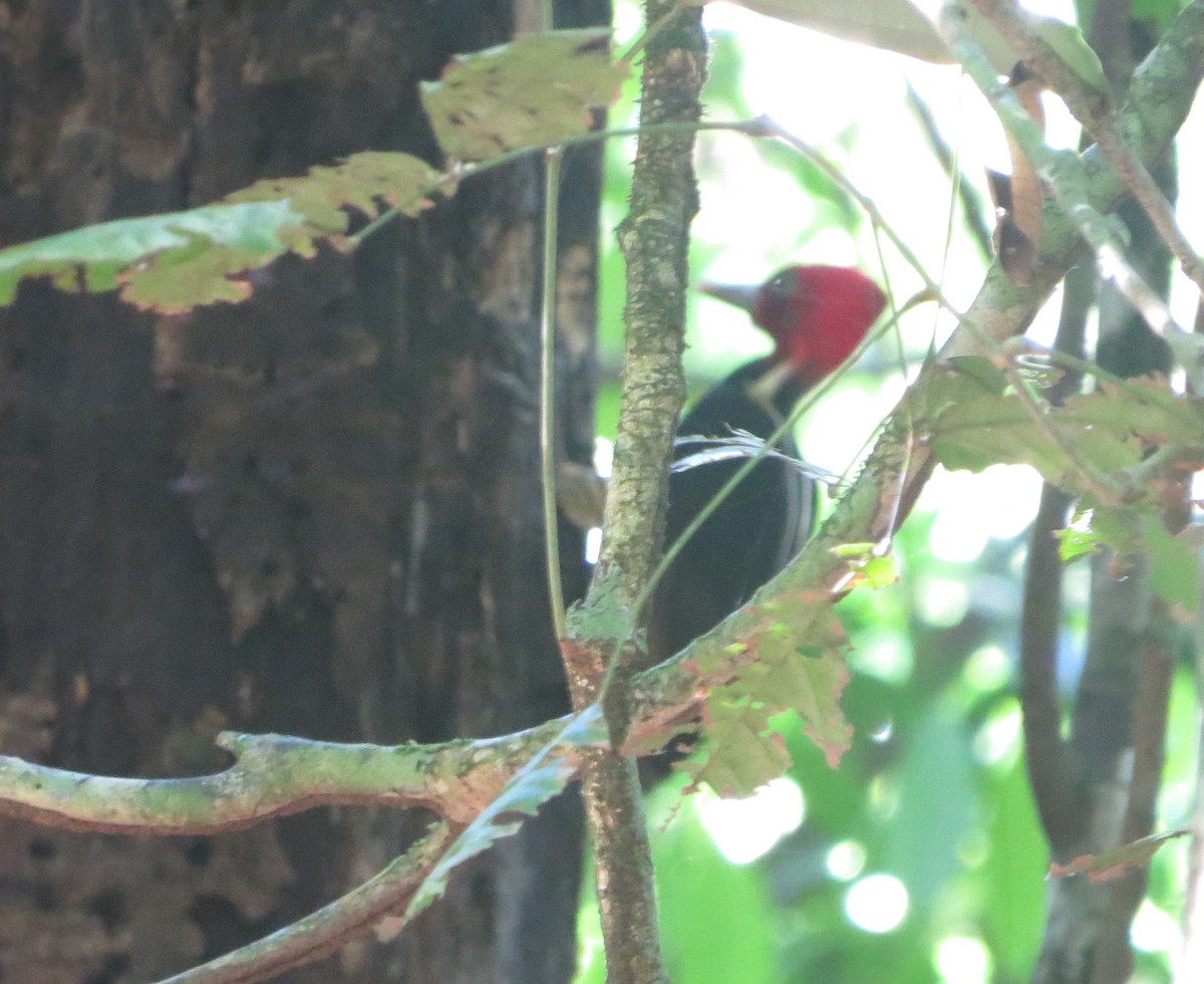 Pale-billed Woodpecker - Maria Dunlavey