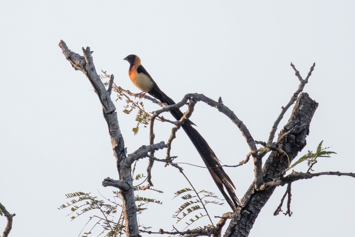 Exclamatory Paradise-Whydah - ML611203881