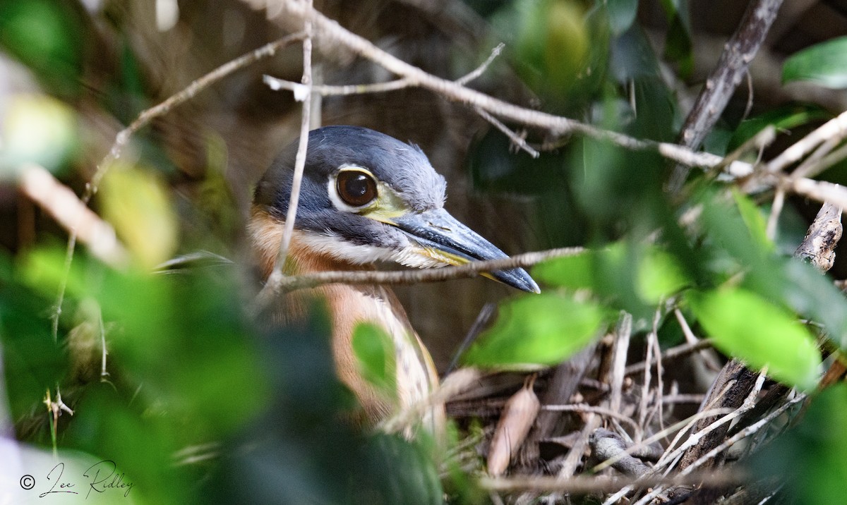 White-backed Night Heron - Lee Ridley