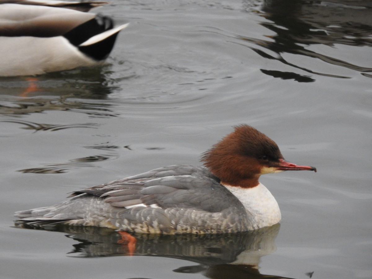 Common Merganser - ML611203917