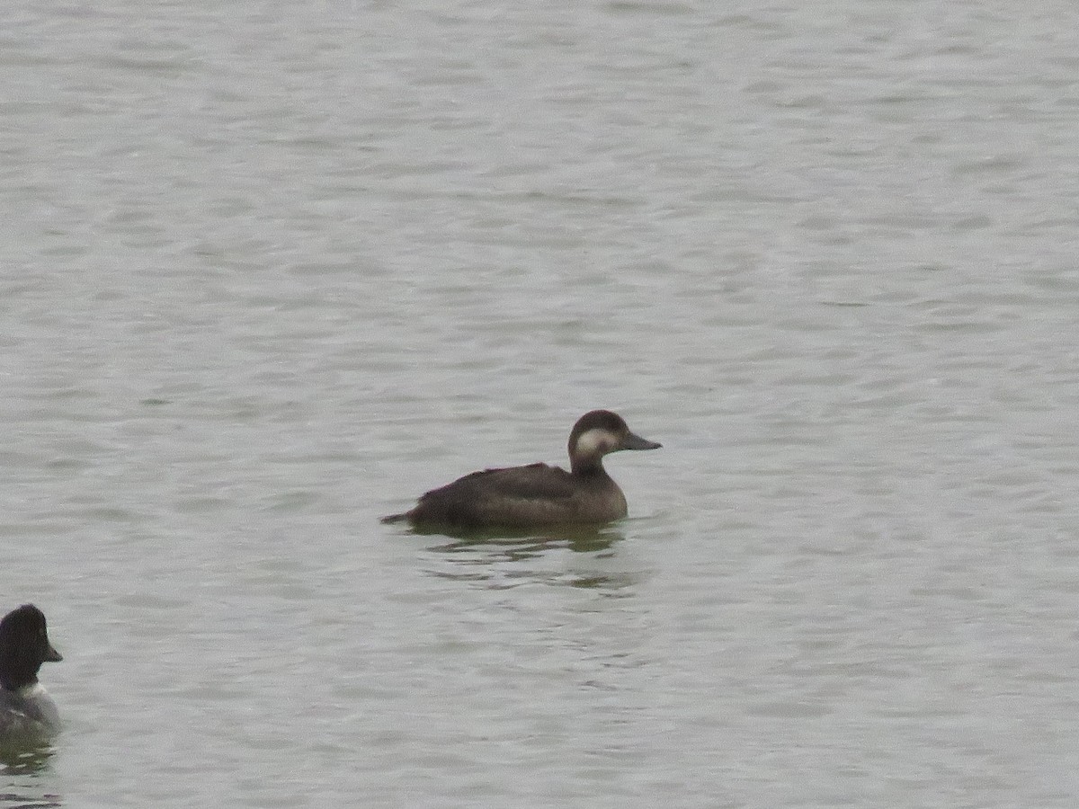 Black Scoter - ML611204062