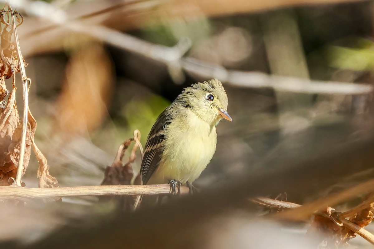 Western Flycatcher - ML611204177