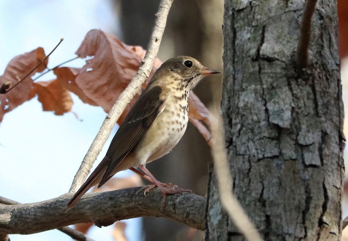 Hermit Thrush - ML611204196