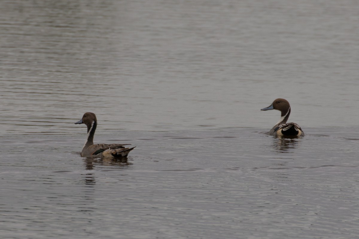 Northern Pintail - Keith Alderman