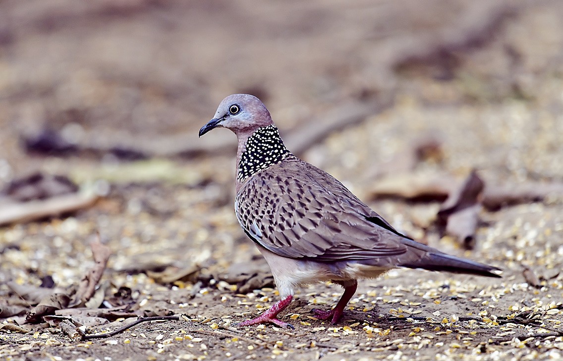 Spotted Dove - ML611204295