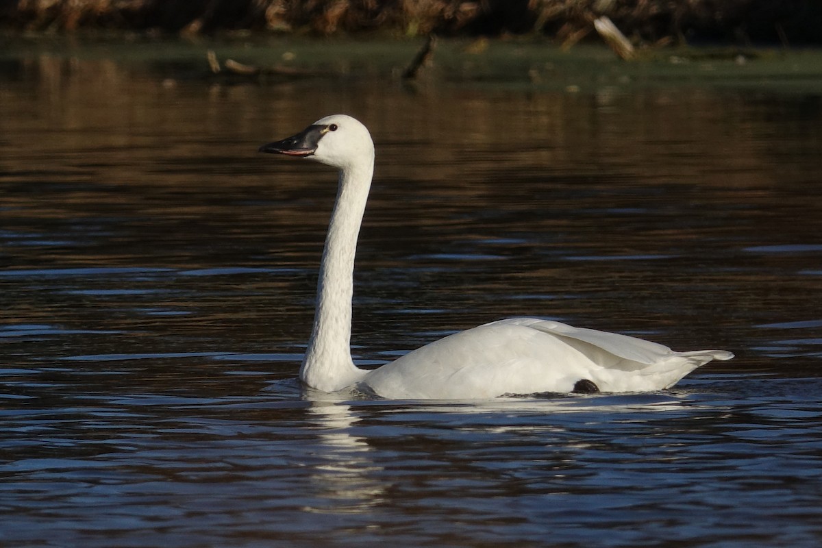 Tundra Swan - ML611204316