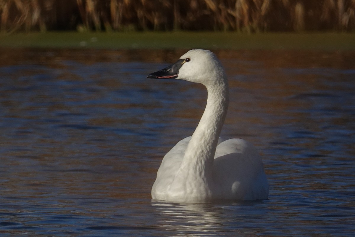 Tundra Swan - ML611204342