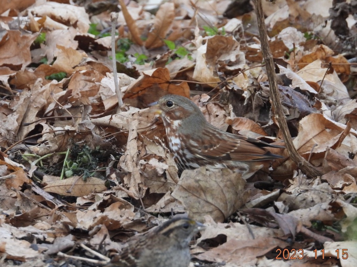 Fox Sparrow - Lyne Pelletier