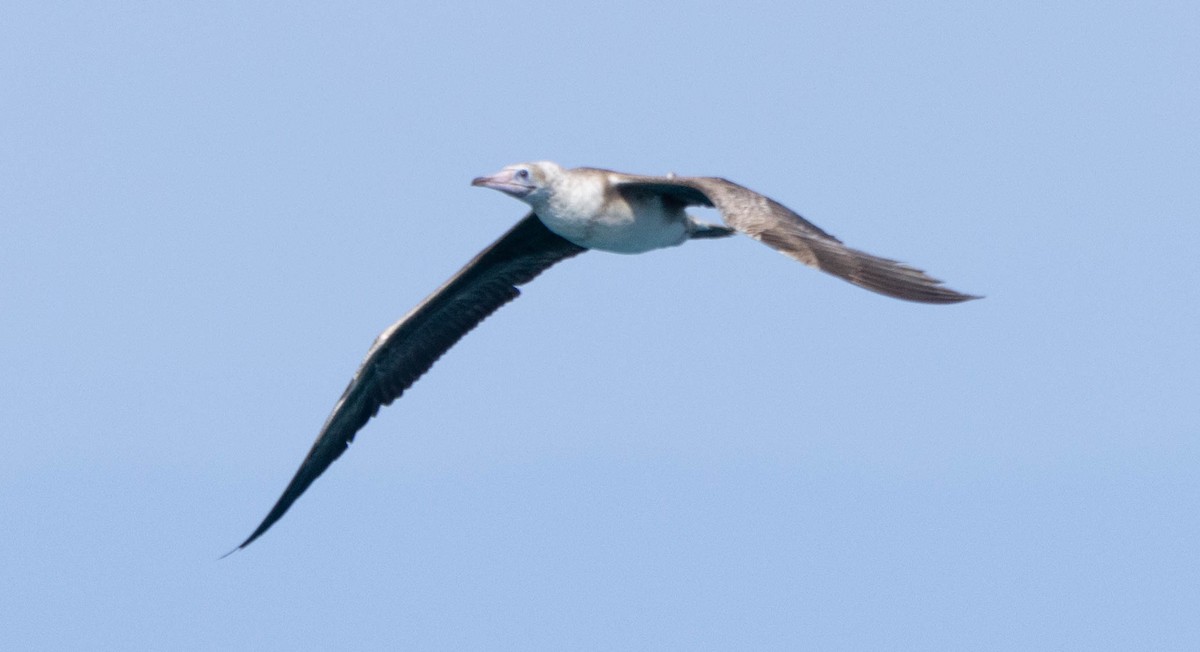 Red-footed Booby - ML611204518