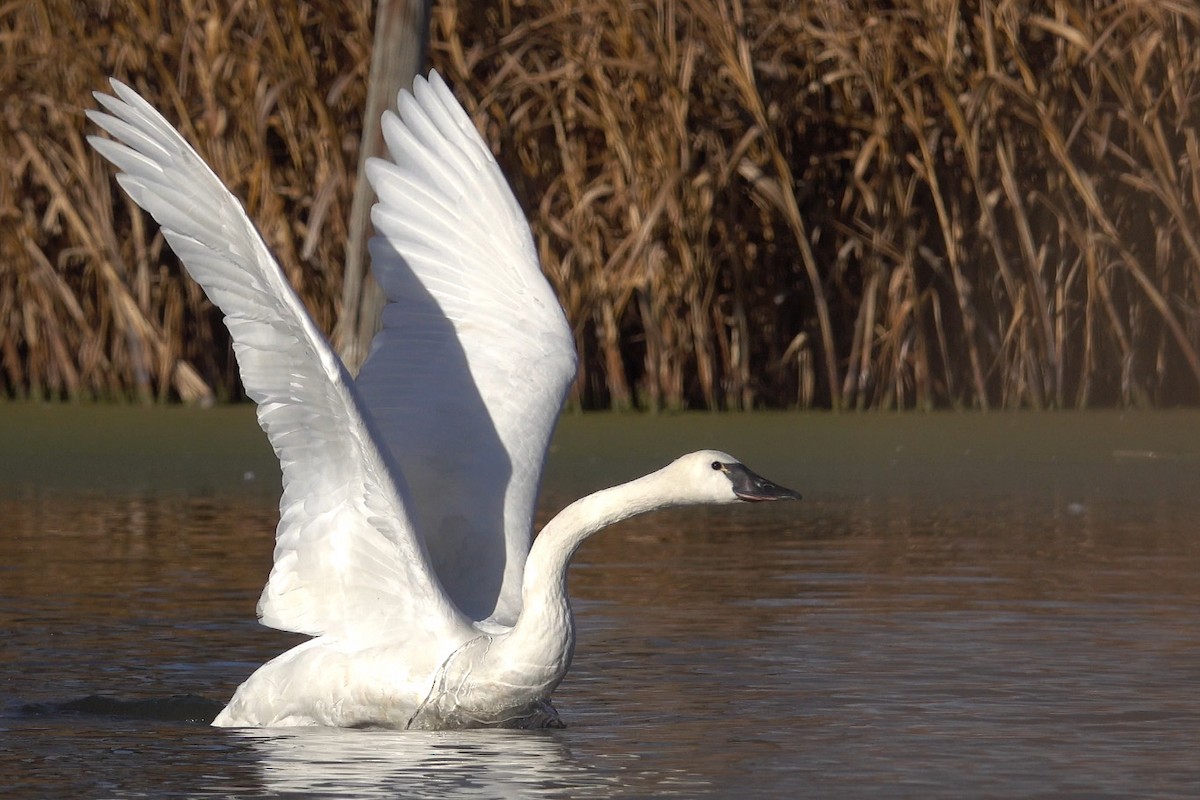 Tundra Swan - ML611204522