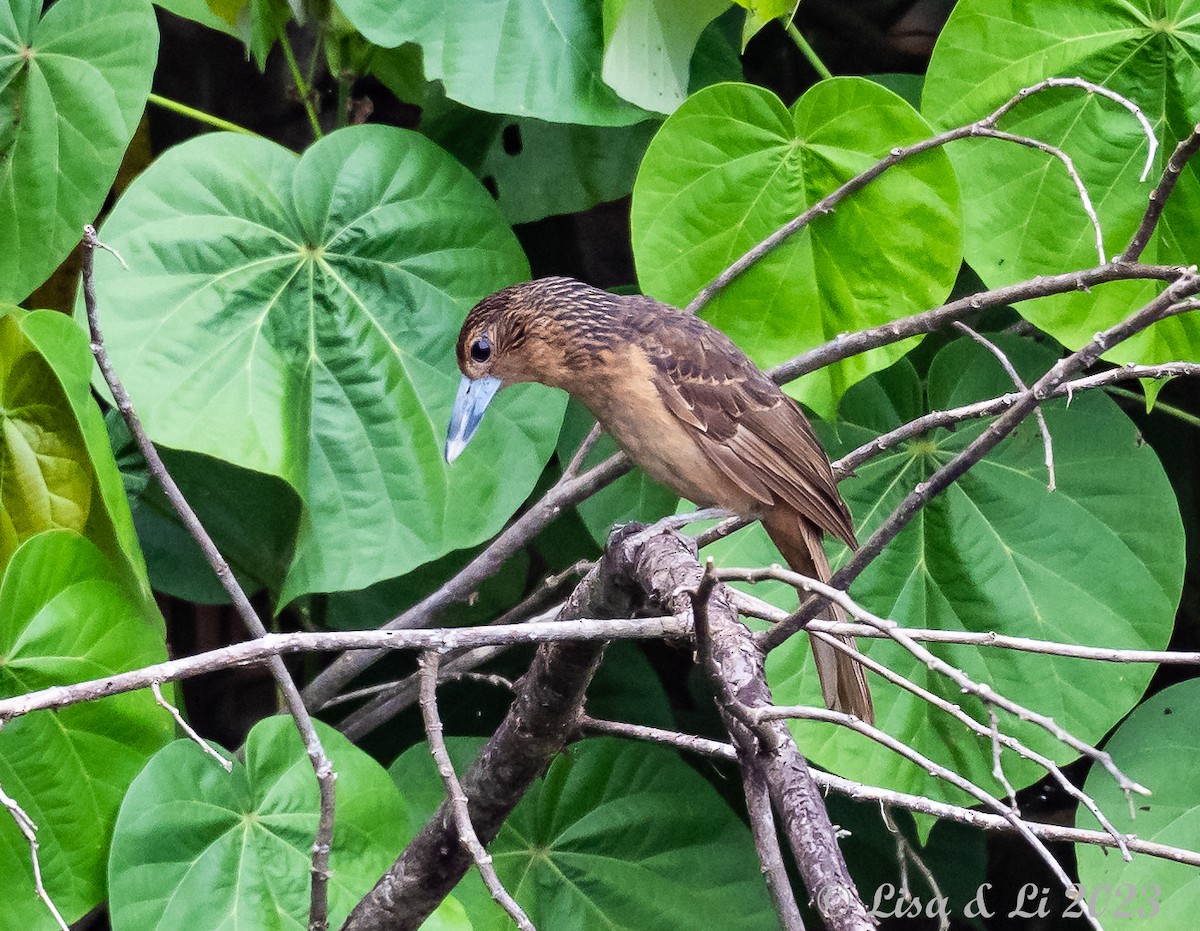 Black Butcherbird - ML611204572