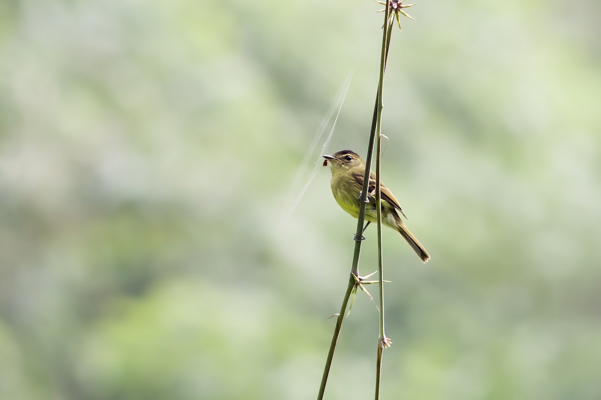 Large-headed Flatbill - ML611204597