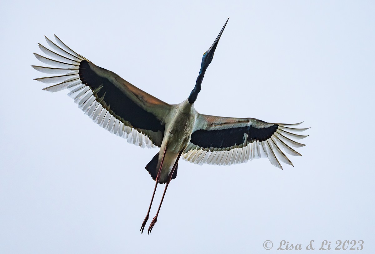 Black-necked Stork - ML611204610