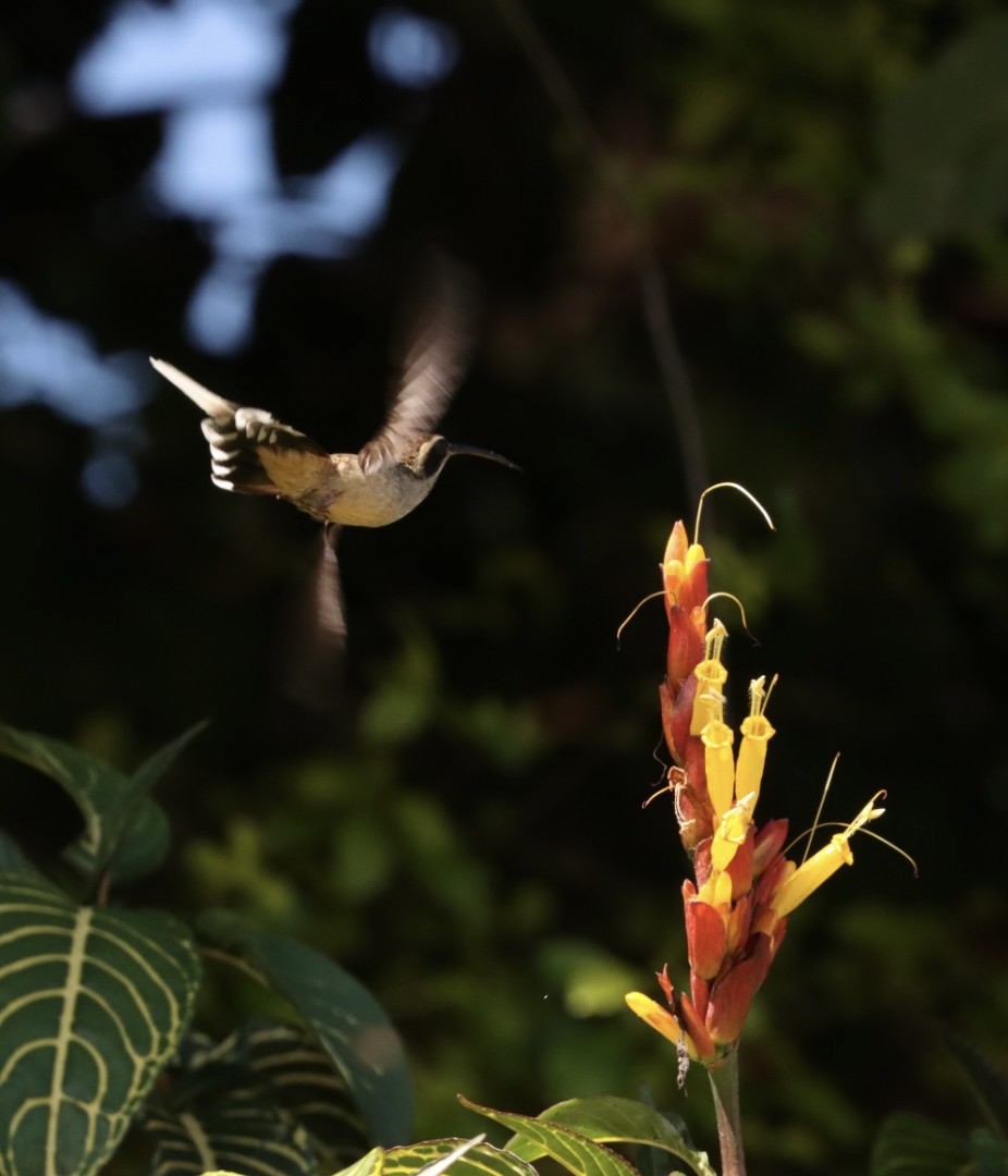 kolibřík šupinkohrdlý - ML611204618